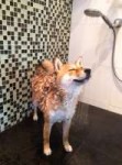 dog shower.jpg