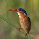 Malachitekingfisher(Corythorniscristatus).jpg