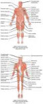 1105AnteriorandPosteriorViewsofMuscles.jpg