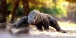 Комодский-варан-фото-лат.-Varanus-komodoensis.jpg