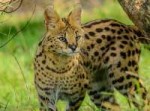 serval-cat-41.jpg