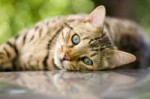 bengal-cat-resting[2].jpg