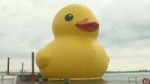 giant-rubber-duck.jpg