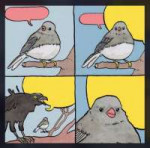 annoyedbird.jpg