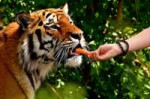 Tiger-Cat-Carrot-Feed-Big-Cat-Predator-2758759.jpg