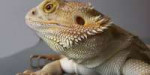 beardeddragon01L.jpg