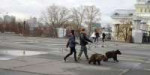 Bears-Russia-going-for-a-walk.jpg