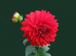 bloom-blossom-dahlia-60597.jpg