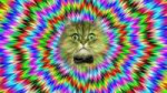 LCD-Cat.jpg