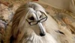 afghan-hound2.png