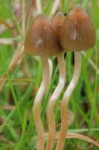 234px-Psilocybe.semilanceata.Alan.jpg