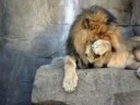 Lion2Bfacepalm[1]