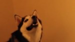 explosive husky.webm