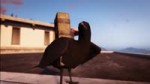 GTA - A crow.webm