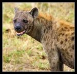 Sad hyena.jpg