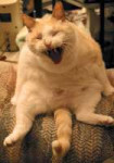 laughing cat.jpg