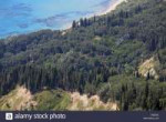 forest-and-sea-corfu-island-greece-D38C8C.jpg