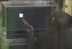 chimpanzee memory.webm