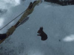 Squirrel.webm