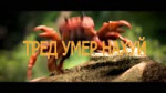 тред умер нахуй.mp4