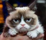 8514grumpycatkabik-68-2-588.jpg