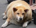 fatdog-6