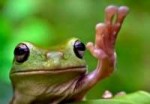 frog[1].jpg