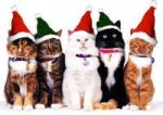 xmas-cats.jpg