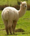 alpaca.jpg