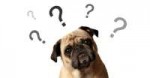 pet-insurance-questions[1].jpg