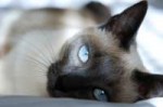 siamese cat.jpg