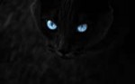 Black-cat-with-blue-eyesanimals-black-cat-blue-eyes-all-wal[...].jpg