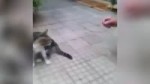 котикактер.webm