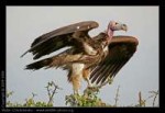 lappet-faced-vulture-torgos-tracheliotus-avkj7t0972.jpg