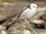 long-tailed tit IMG0130 copy.jpg