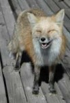 fc72129foxhappy.jpg