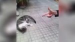 Mister Cat.webm