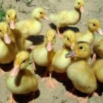 ducklings.jpg