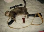 Tactical-cat.jpg