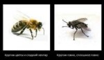 bee vs fly.png