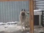 Dog Dancing.mp4