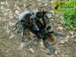 brachypelma-vagans-28112373211317.jpg