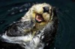 laughing-otter-lg.jpg