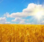 depositphotos6785879-stock-photo-wheat-field-and-sun-with.jpg