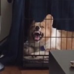 Laugh Dog.mp4