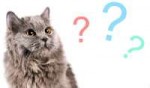 Cats-Question-Day.jpg