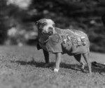 SergeantStubby.jpg