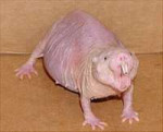 220px-Nakedmolerat.jpg