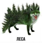 лиса леса.jpg