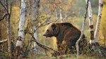 bears-birch-brown-forests-1920x1080-wallpaper.jpg